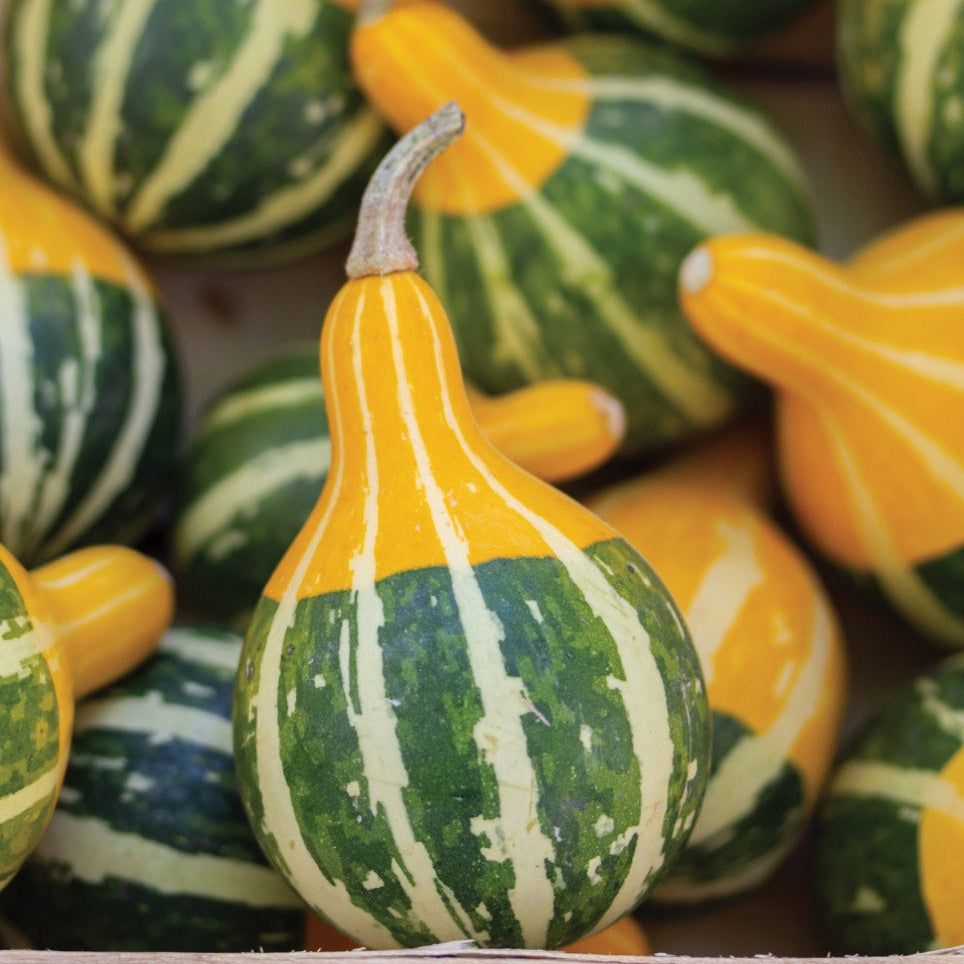 Bi-Color Pear Gourd from MIgardener, showing its distinctive pear shape and vibrant two-tone coloration.
