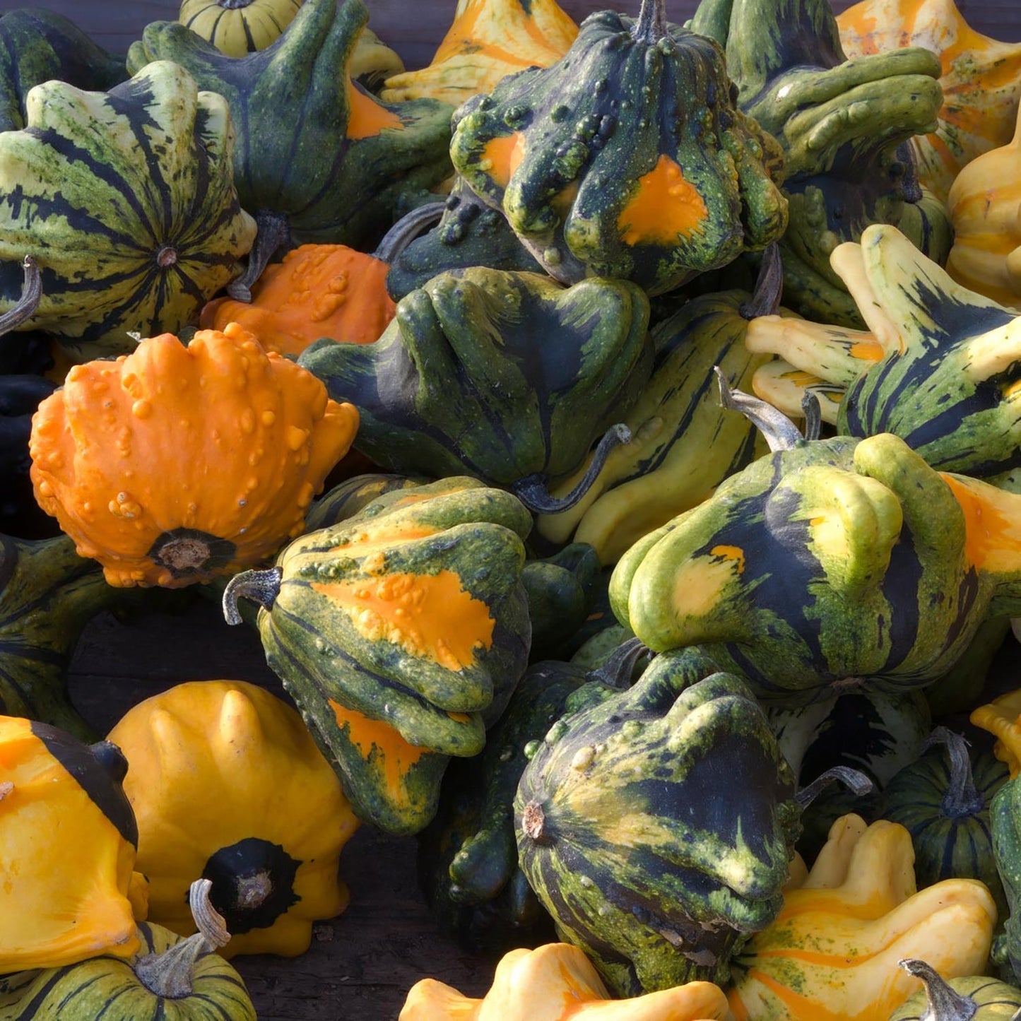 Crown of Thorns Shenot gourd from MIgardener with spiky, crown-like appearance and vibrant green color.