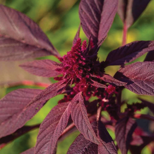Red Garnett Amaranth - Blessings Grow Meadows