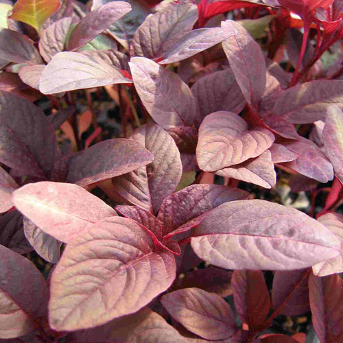 Red Leaf Amaranth - Blessings Grow Meadows