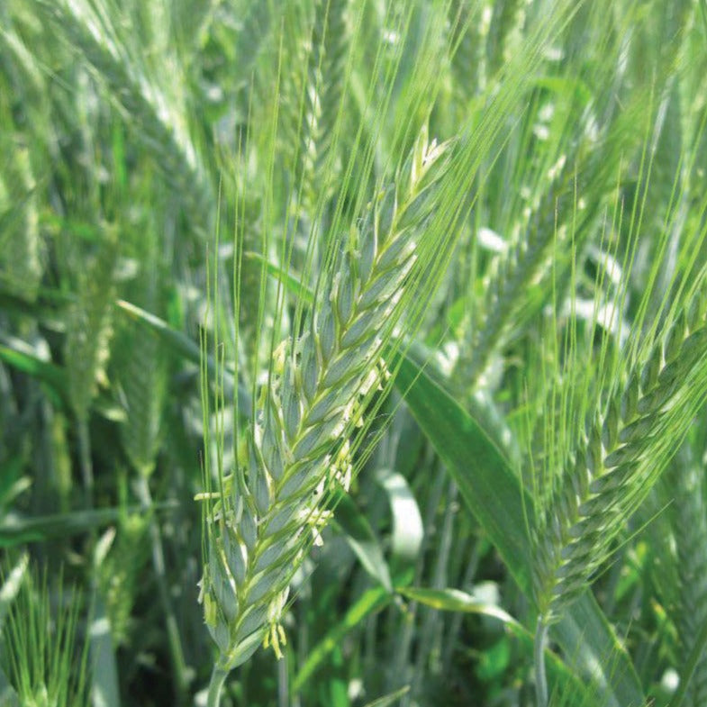 Triticale - Blessings Grow Meadows
