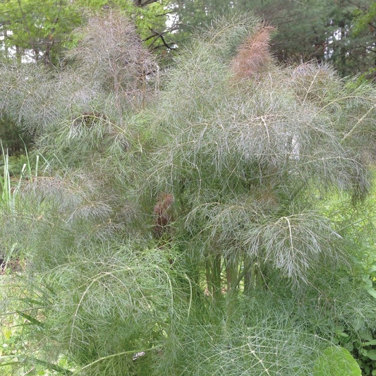 Bronze Leaf Fennel herb with vibrant bronze-colored leaves, cultivated by MIgardener, shown in a close-up view.