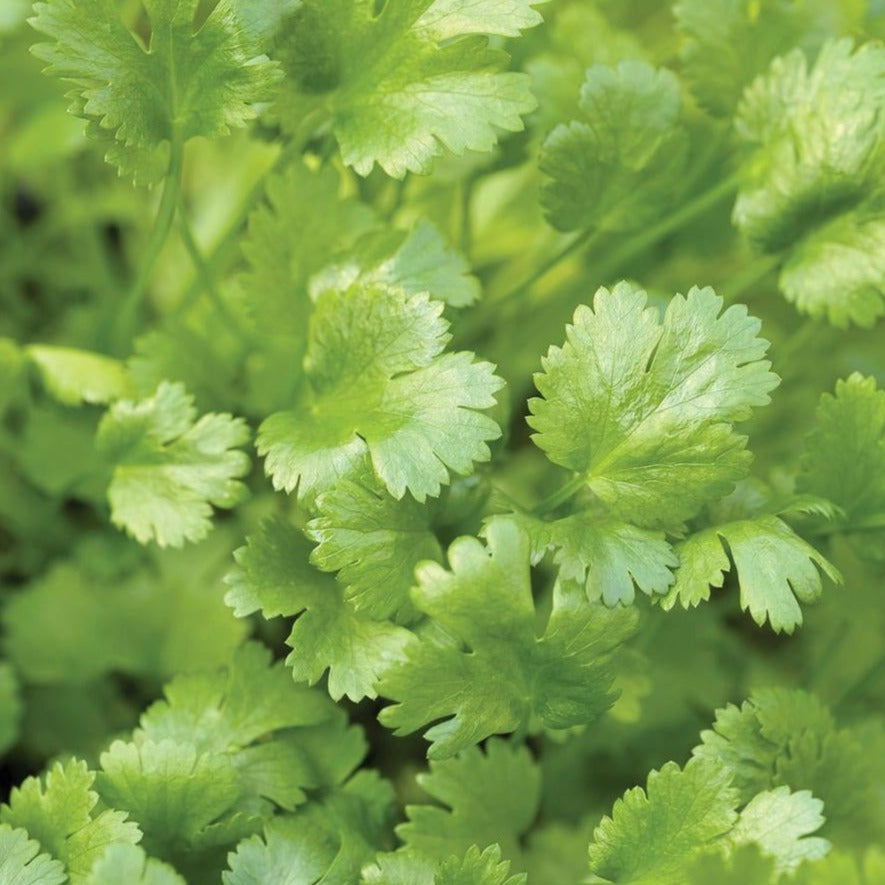 Fresh Calypso Cilantro herb plant by MIgardener, with vibrant green leaves and healthy stems in a garden setting