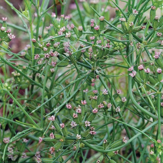 Fresh MIgardener cumin herb plant with green leaves, showcasing its aromatic cumin leaves for culinary use.