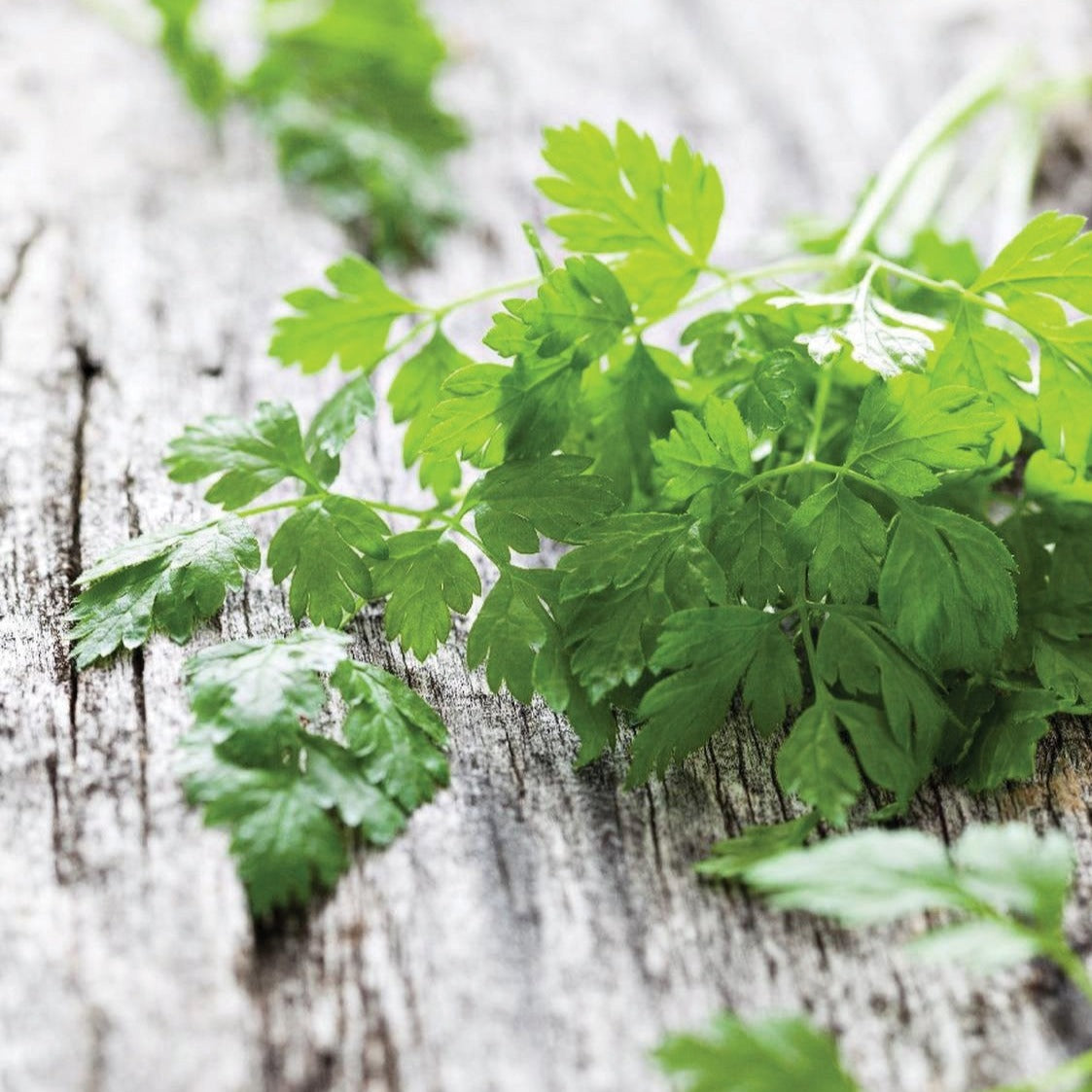 Fresh curled chervil herb from MIgardener, showing vibrant green, curly leaves perfect for culinary use.