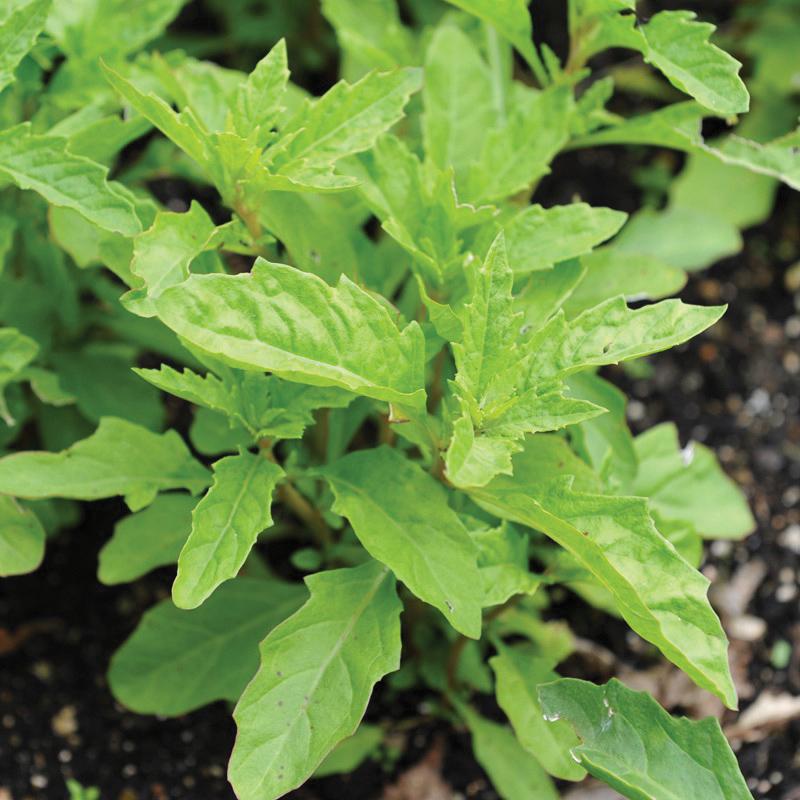 Epazote - Blessings Grow Meadows