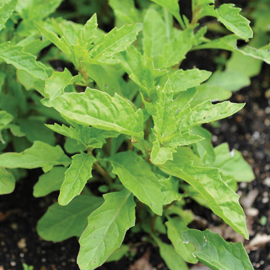 Epazote - Blessings Grow Meadows