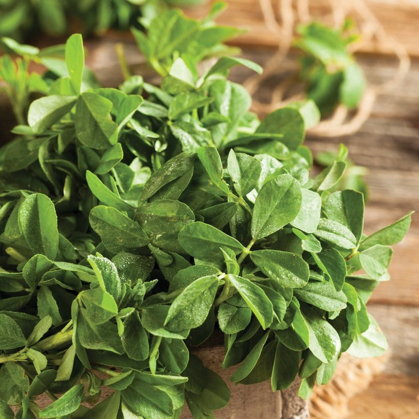 Fresh MIgardener fenugreek herb plant with green leaves, ideal for cooking and herbal remedies.