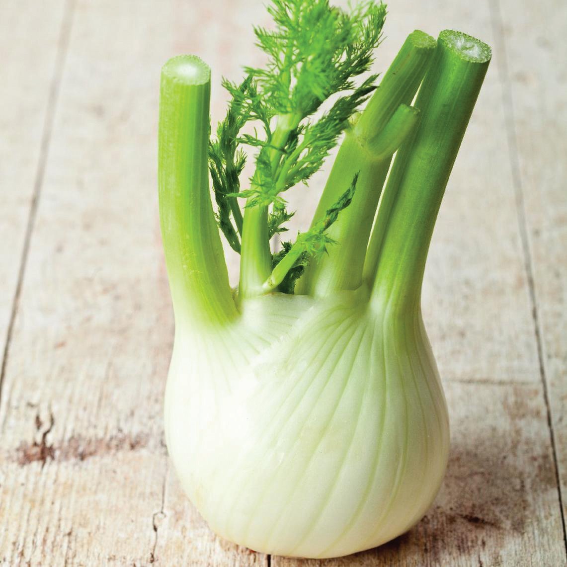 Fresh Florence Fennel herb from MIgardener, featuring bulb, feathery leaves, and stalks on a garden backdrop.