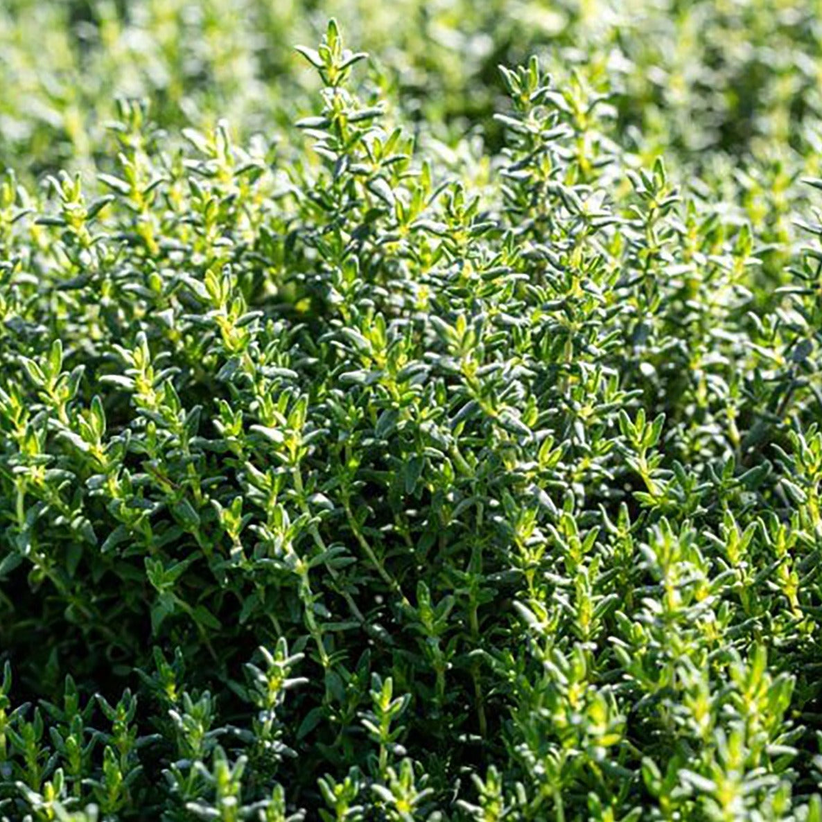 Fresh French thyme herb from MIgardener, showing green sprigs with small oval leaves on woody stems.