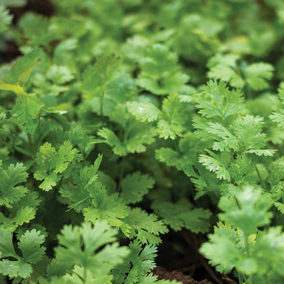 Fresh Leisure Splits Cilantro herb from MIgardener, showcasing vibrant green leaves in a natural setting.