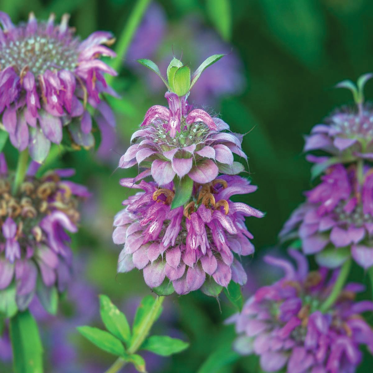 Lemon Mint - Blessings Grow Meadows