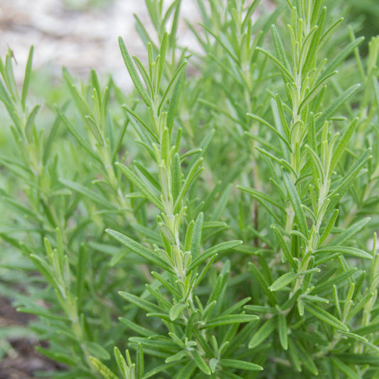 Fresh MIgardener rosemary herb plant with green, fragrant leaves in a natural setting.