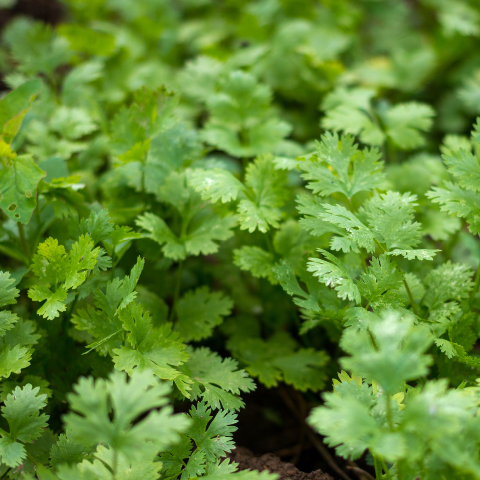 Slow Bolt Cilantro herb by MIgardener, fresh green cilantro plant with delicate leaves and slender stems.