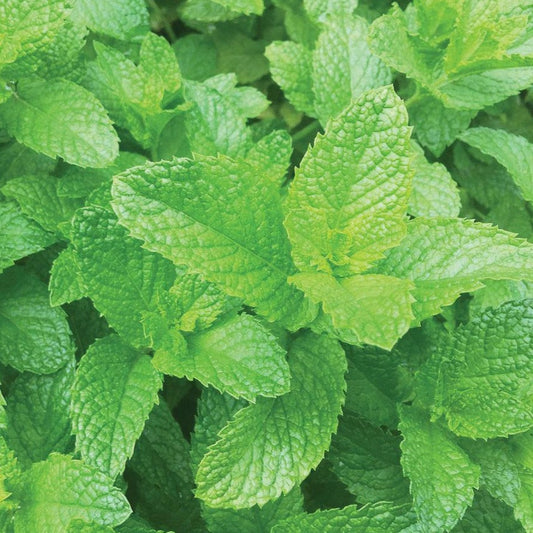 Spearmint - Blessings Grow Meadows