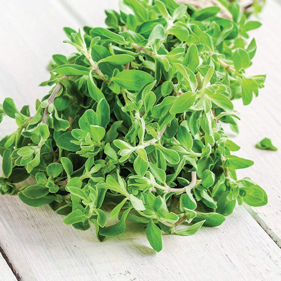 Fresh sweet marjoram herb from MIgardener, showing green leaves and slender stems in a natural setting.