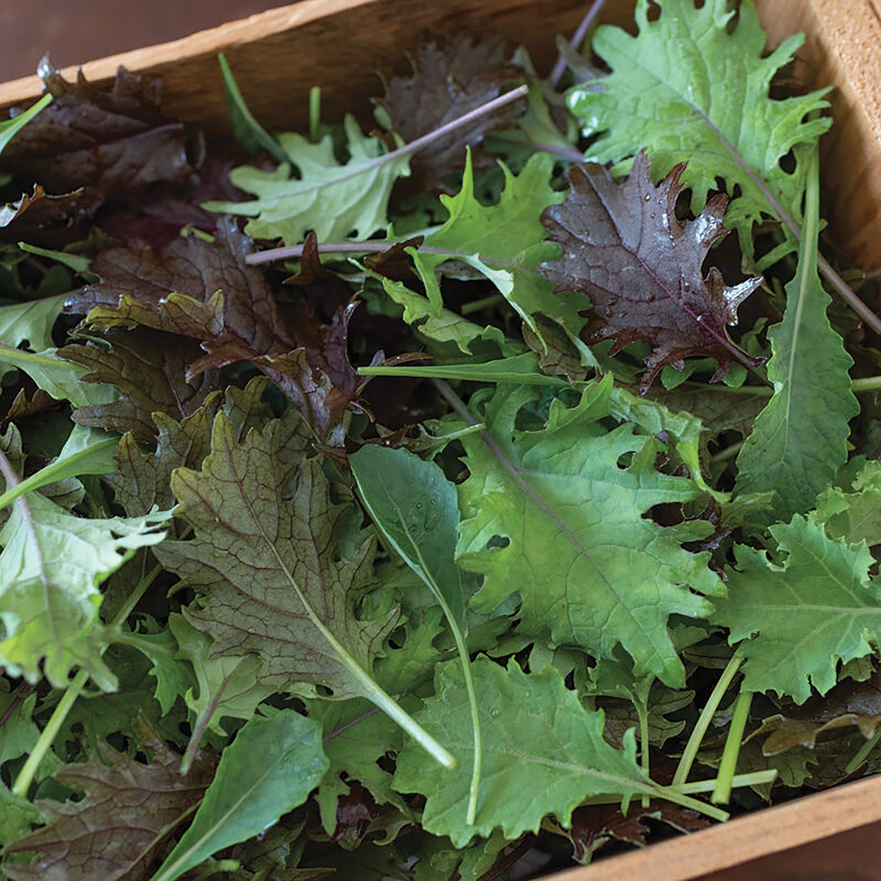 Mi Gardener Kale-A-Bunga Mix, colorful kale leaves in a garden setting, showcasing vibrant variety of kale types.