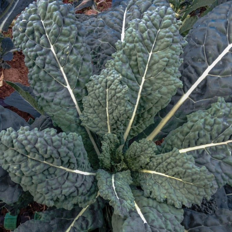 Lacinato (Dinosaur) Kale - Blessings Grow Meadows