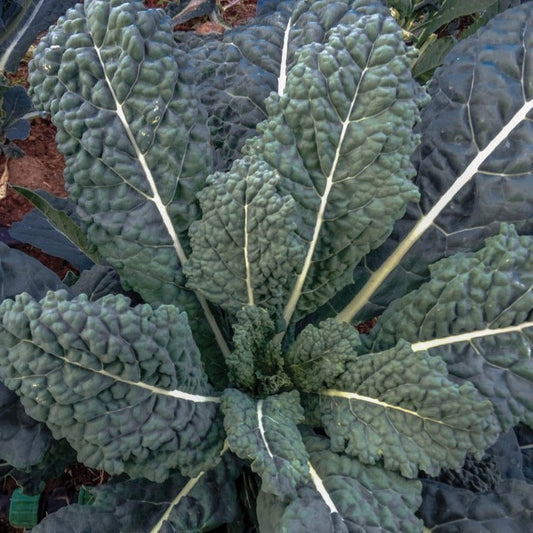 Lacinato (Dinosaur) Kale - Blessings Grow Meadows