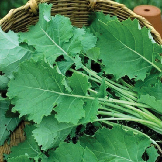 Fresh Premier Kale from MIgardener, vibrant green kale leaves with ruffled edges, ready for harvest or cooking.
