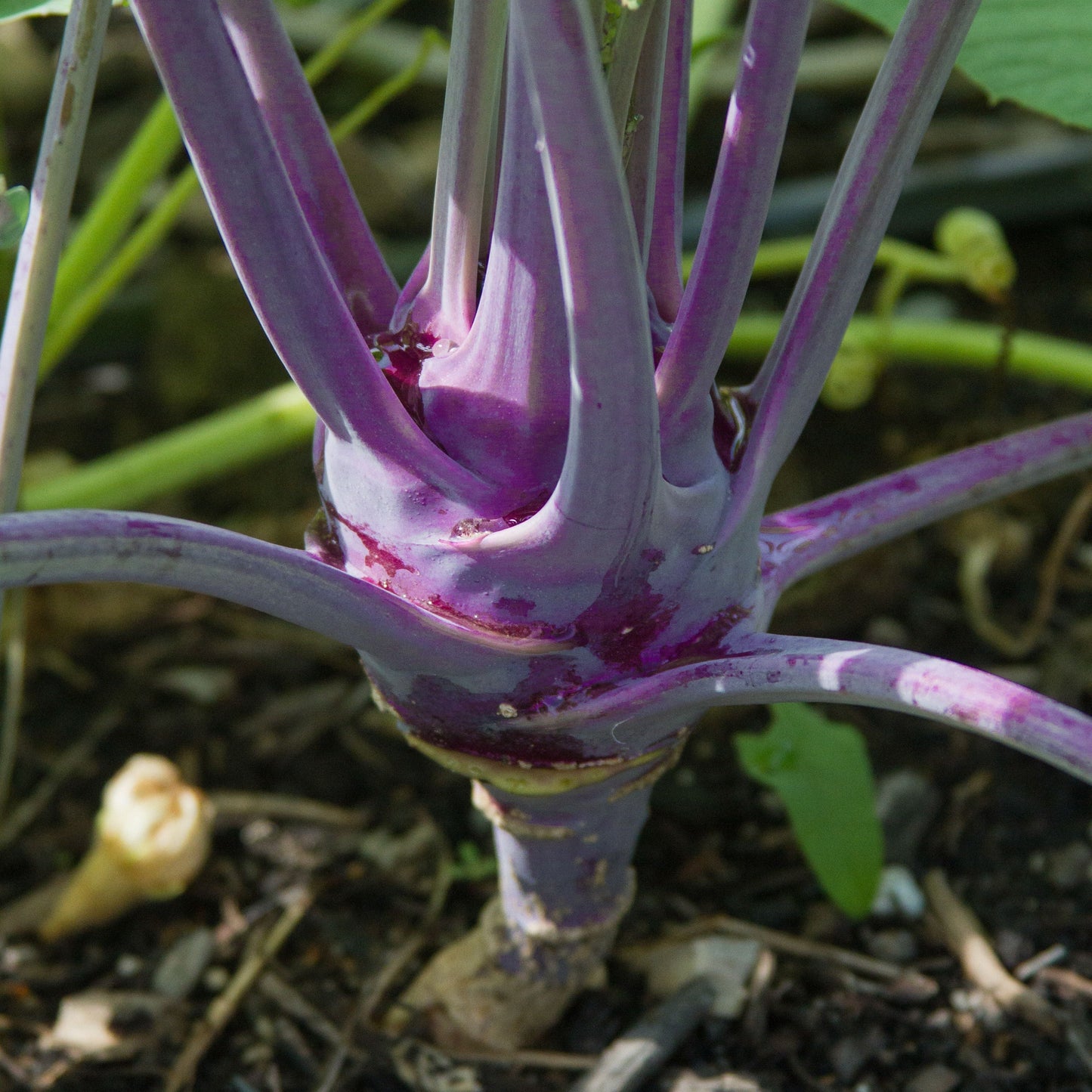 Purple Vienna Kohlrabi by MIgardener, fresh purple kohlrabi bulb with leafy greens on a white background.