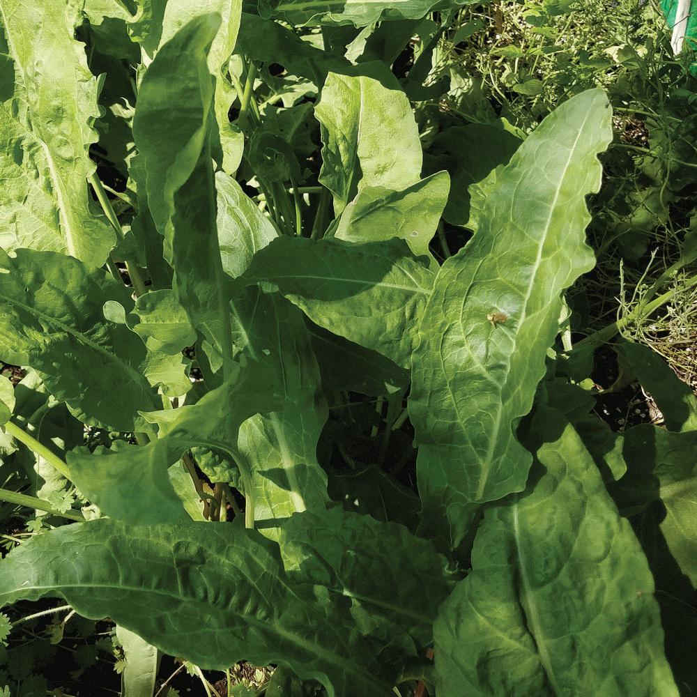 Large Leaf Sorrel leafy green from MIgardener, showcasing vibrant green, textured leaves on a healthy plant.