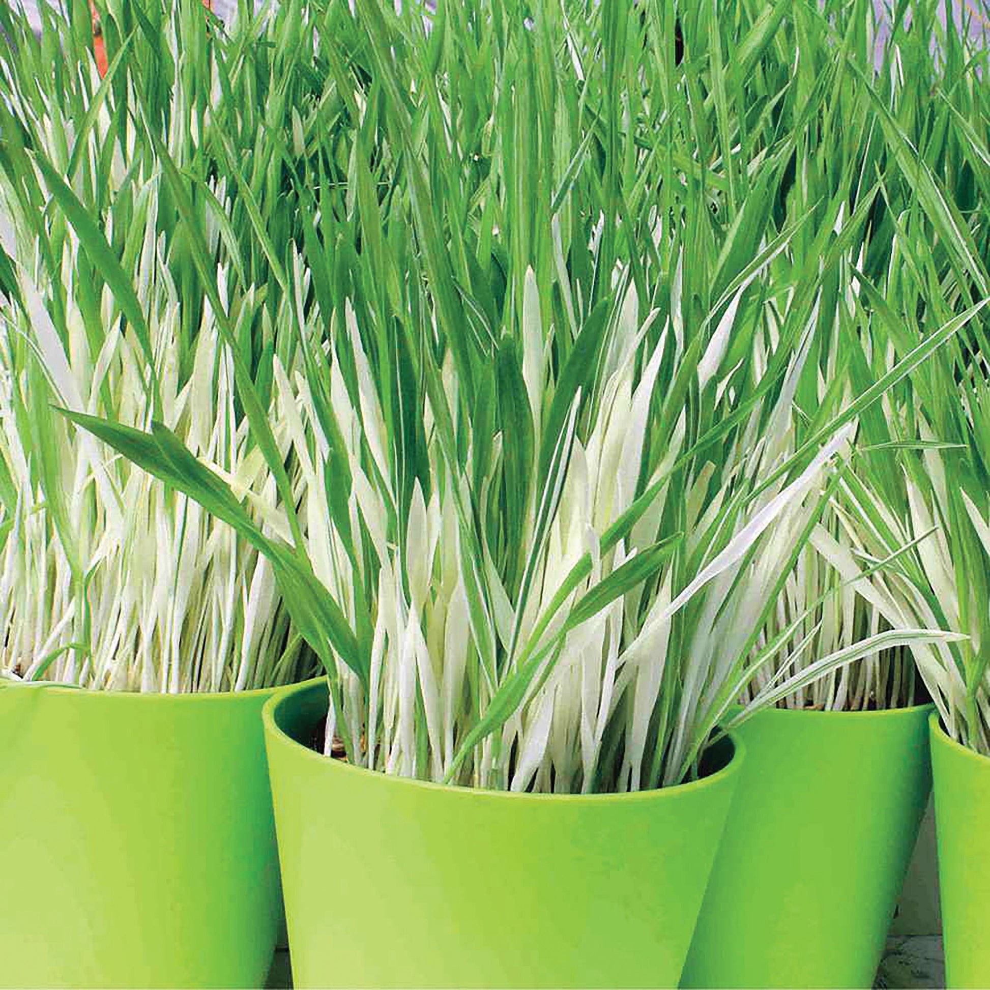 Variegated cat grass leafy greens from MIgardener, fresh and vibrant with green and cream-colored variegated leaves.