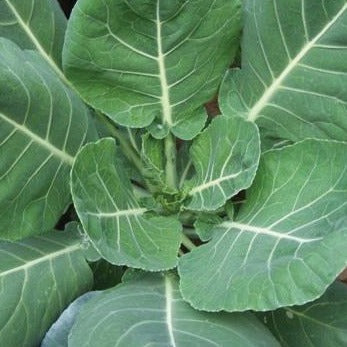 Fresh Vates Collards leafy greens from MIgardener, showing vibrant green leaves with textured, ruffled edges.