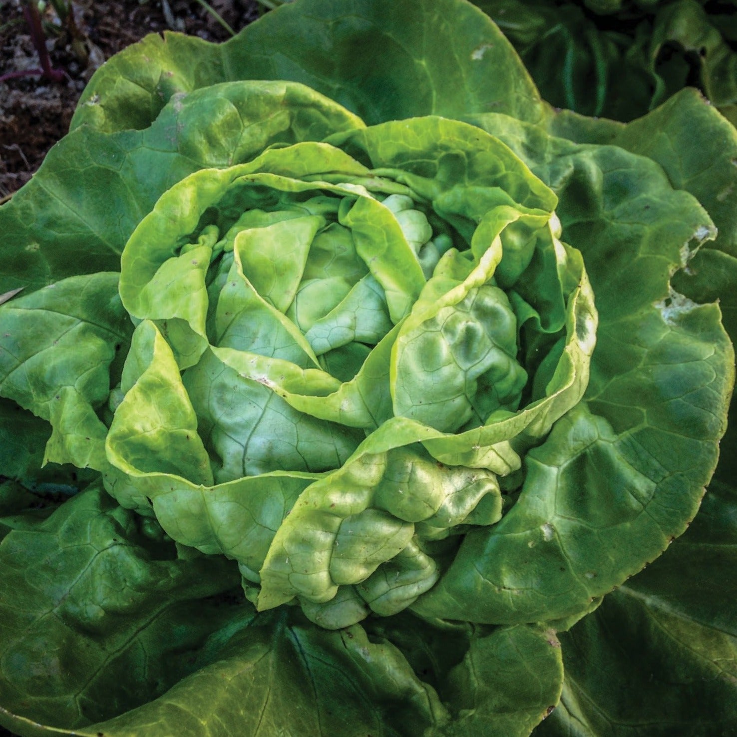 Buttercrunch Lettuce - Blessings Grow Meadows