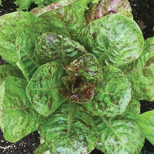 Freckles Romaine Lettuce - Blessings Grow Meadows
