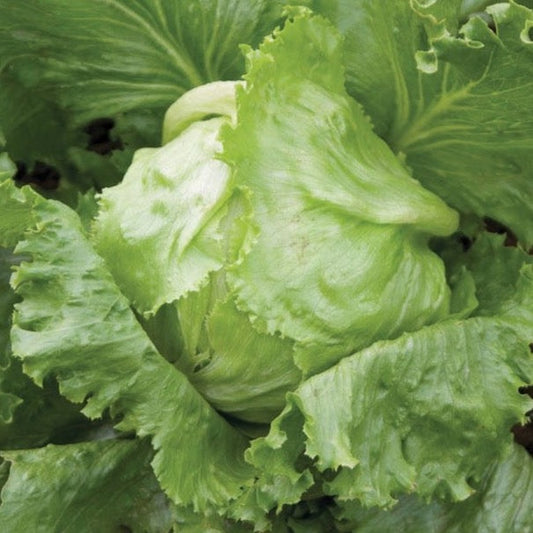 Iceberg Lettuce - Blessings Grow Meadows