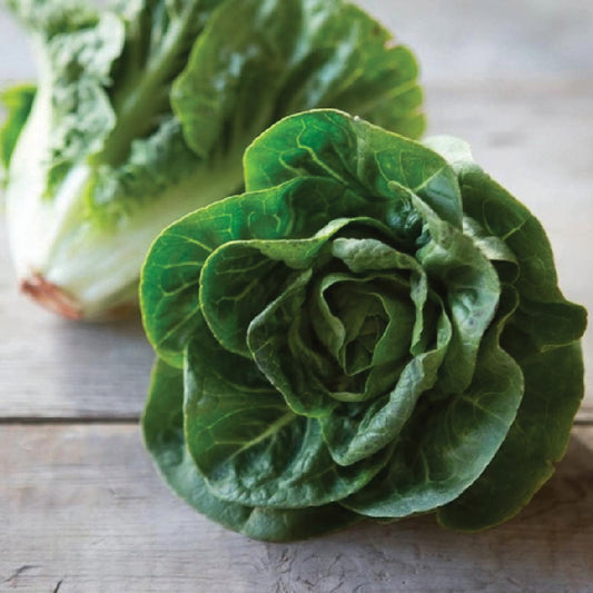 Little Gem Butterhead Lettuce - Blessings Grow Meadows