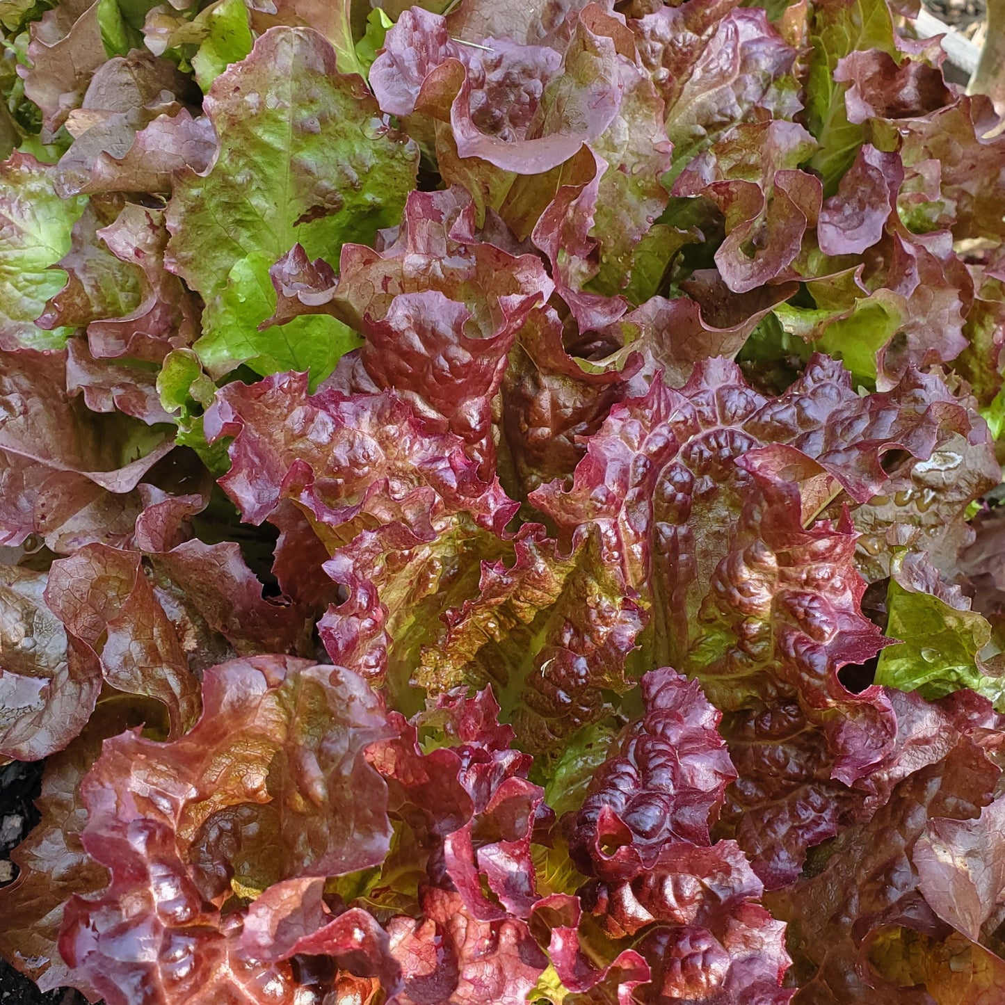 Red Sails Leaf Lettuce - Blessings Grow Meadows