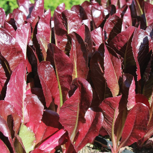 Super Red Romaine Lettuce - Blessings Grow Meadows