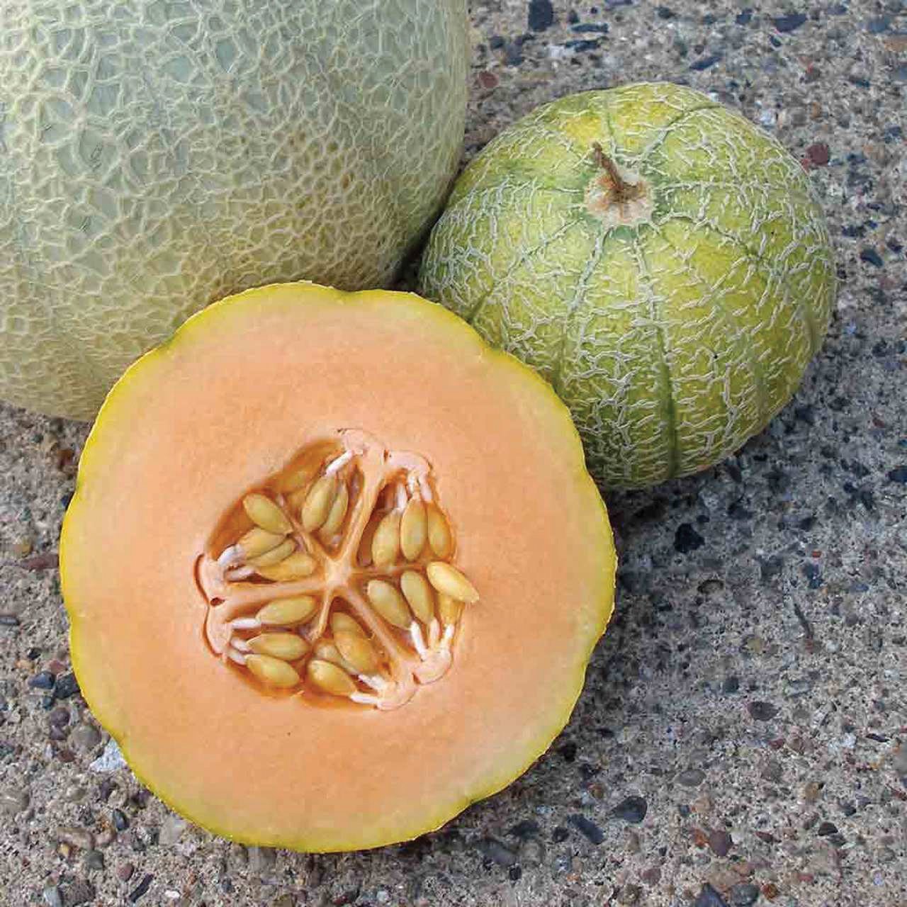 Minnesota Midget Cantaloupe Melon - Blessings Grow Meadows