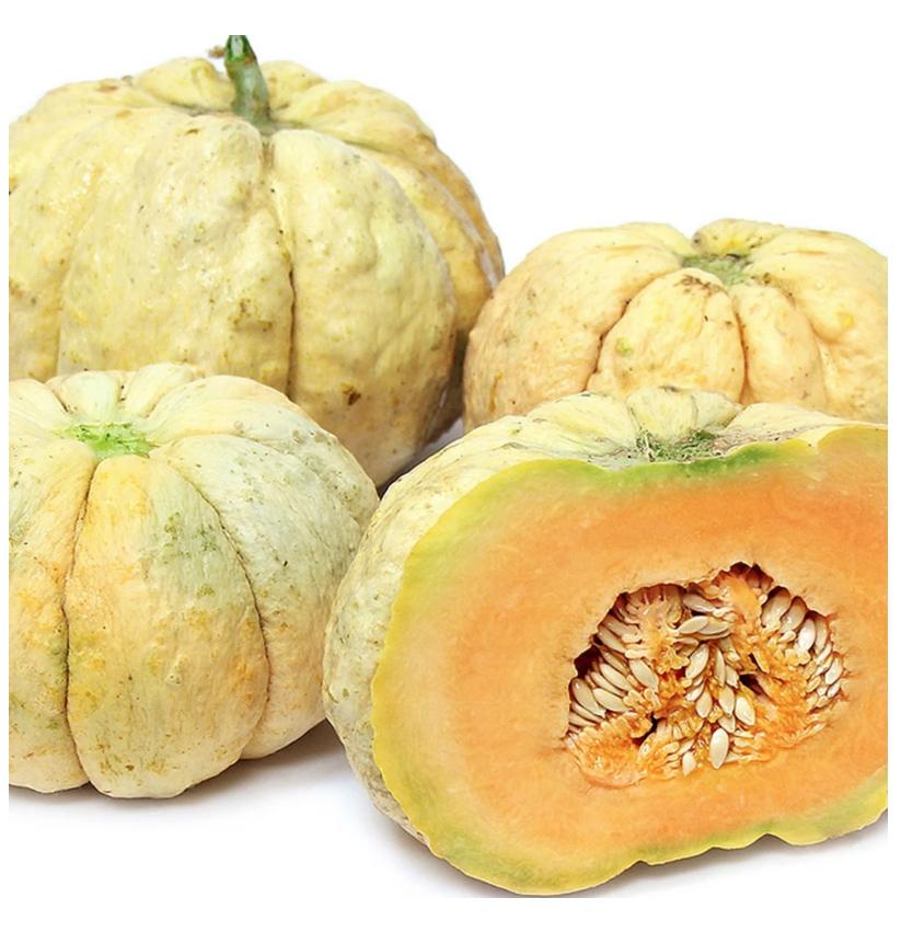Fresh Prescott Fond Blanc melon from MIgardener, showing its round shape and smooth, pale green skin.