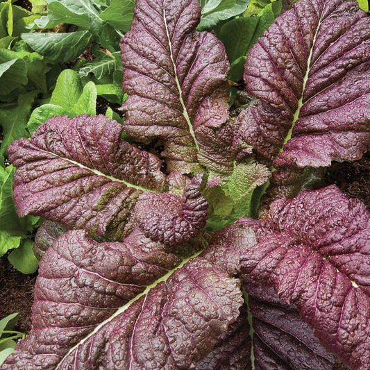 Red Giant Mustard seed packet from MIgardener with vibrant yellow mustard seeds and green foliage in the background.