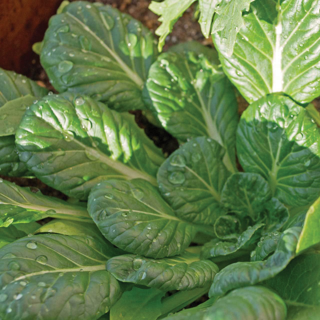 Fresh Tatsoi Mustard leaves from MIgardener, vibrant green leafy vegetable perfect for salads and stir-fries.