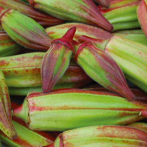 Red Hill Country Okra by MIgardener, fresh green pods with vibrant red coloration, shown on a plant ready for harvest.