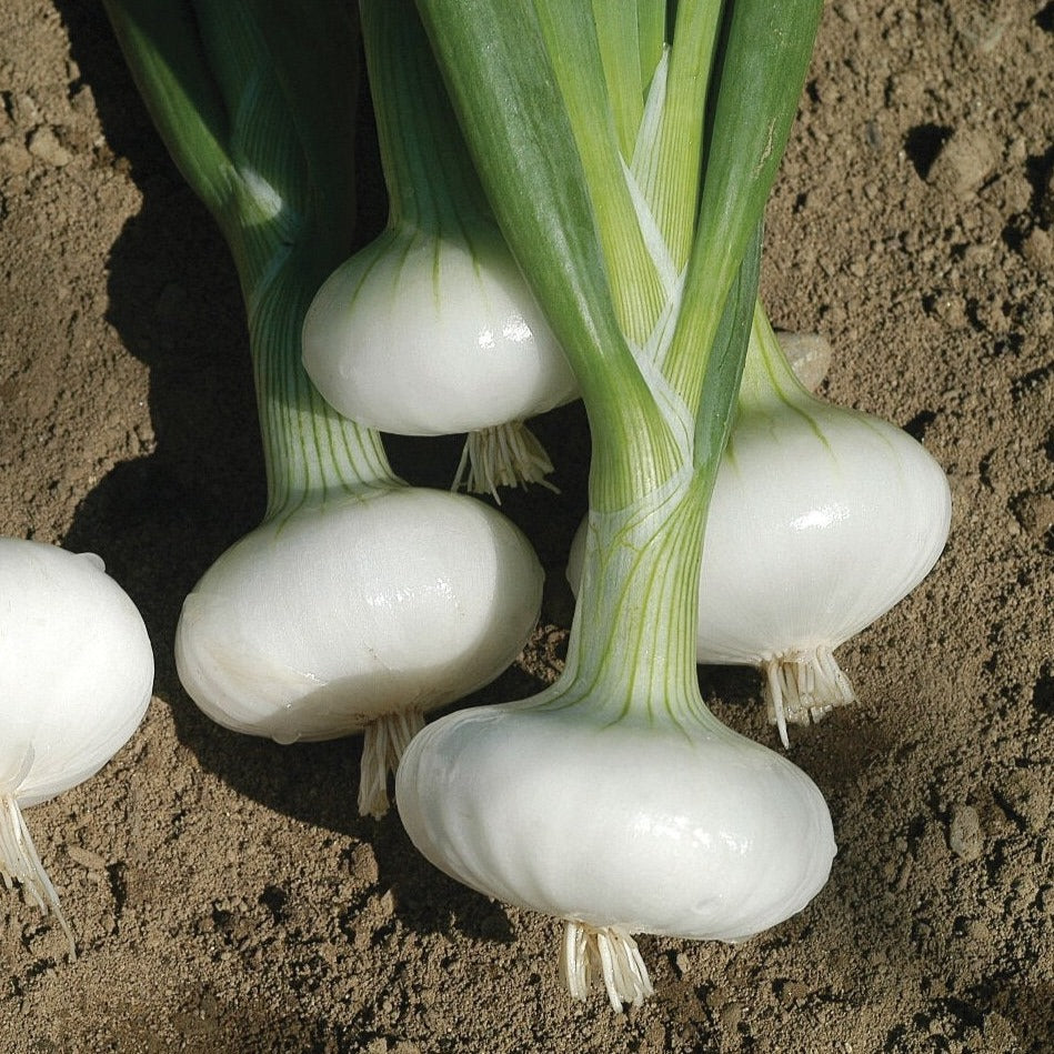 Fresh Bianca Di Maggio onion from MIgardener, showcasing its round shape and light brown skin on a white background.