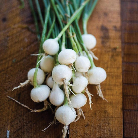 Crystal White Wax (Pickling) Onion - Blessings Grow Meadows