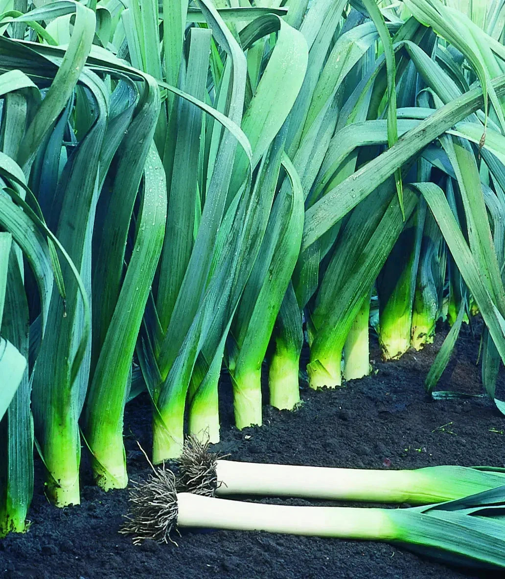 Large American Flag Leek onion from MIgardener with vibrant green leaves and a white bulb, showcasing its size and healthy growth.