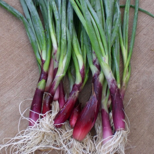 Red Beard Bunching Onion - Blessings Grow Meadows