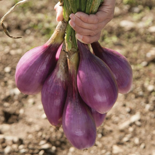 Red Long of Tropea Onion - Blessings Grow Meadows
