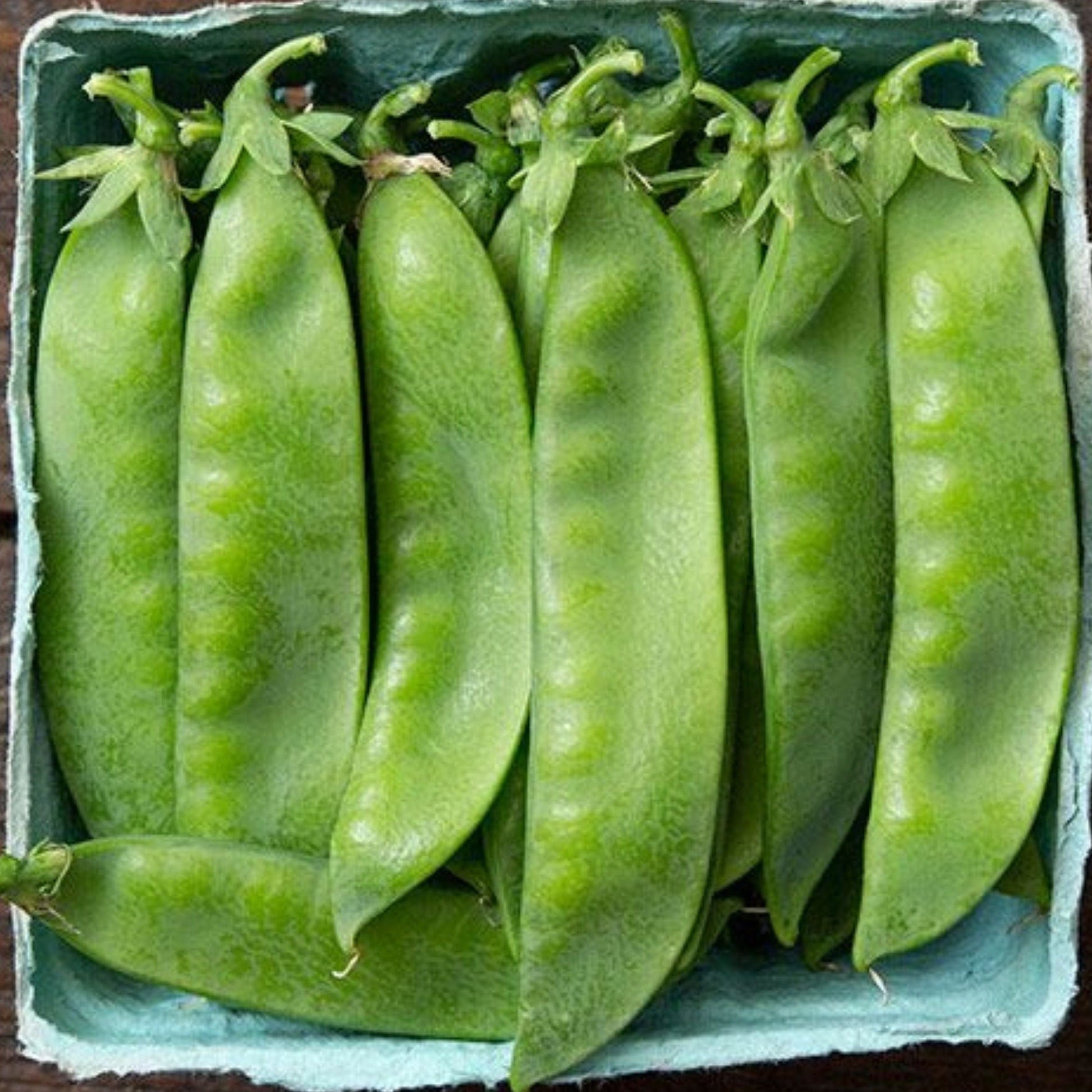 Avalanche Pea - Blessings Grow Meadows