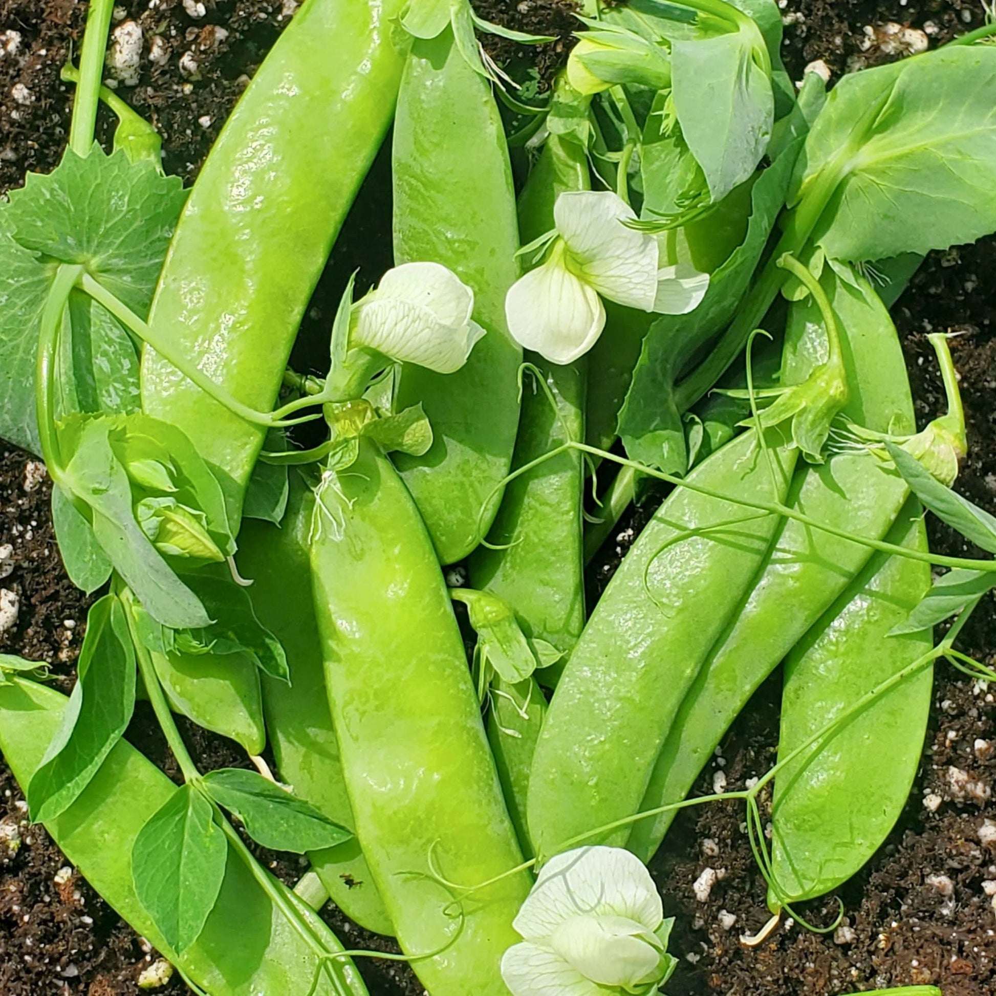 Blizzard Pea - Blessings Grow Meadows