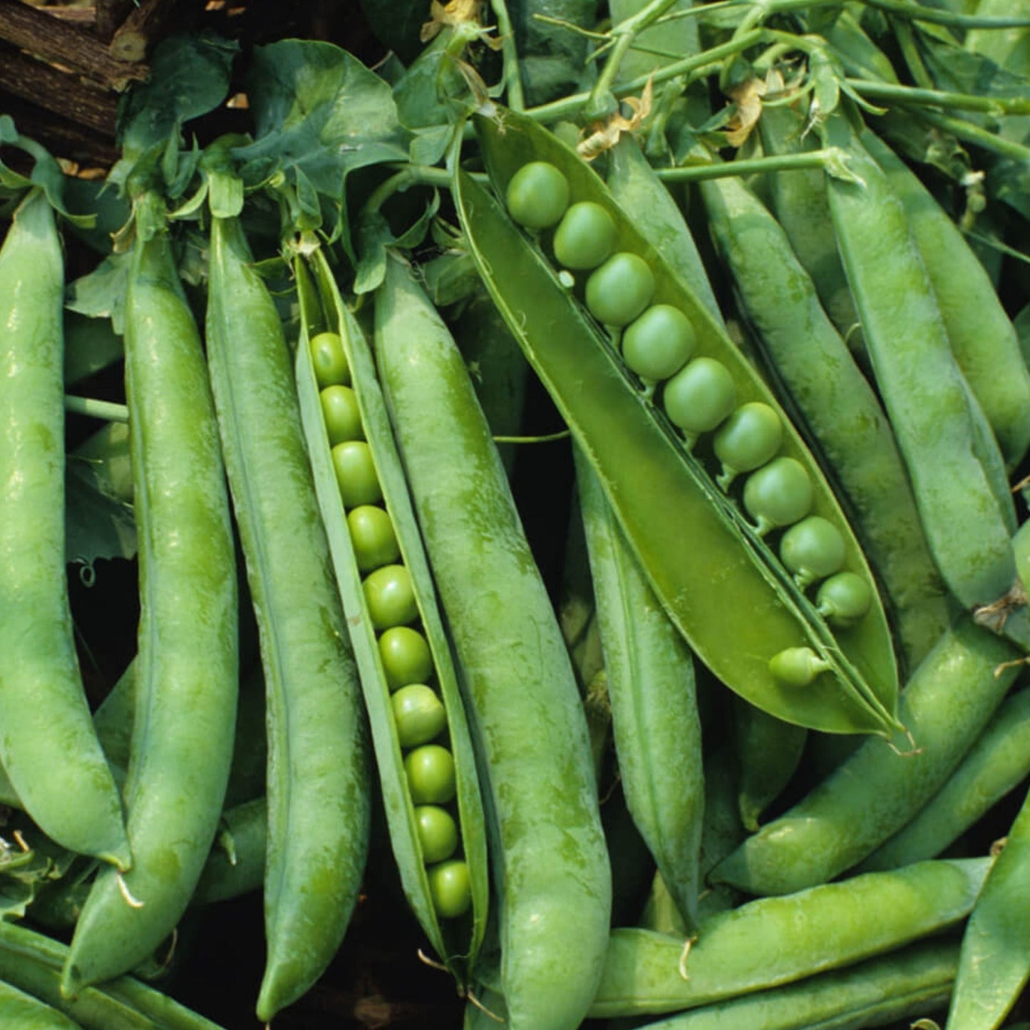 Green Arrow Pea - Blessings Grow Meadows