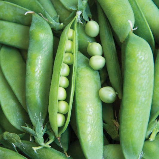 Lincoln Pea - Blessings Grow Meadows