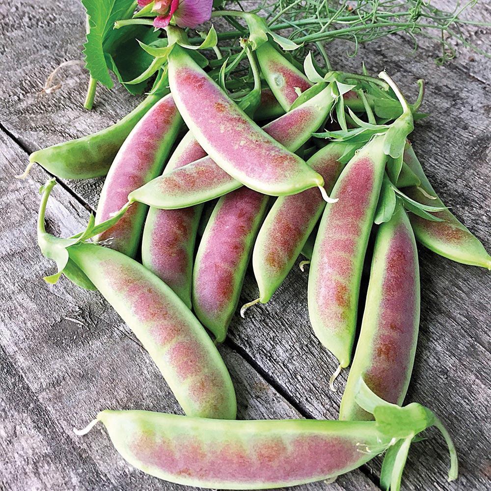 Spring Blush Pea - Blessings Grow Meadows