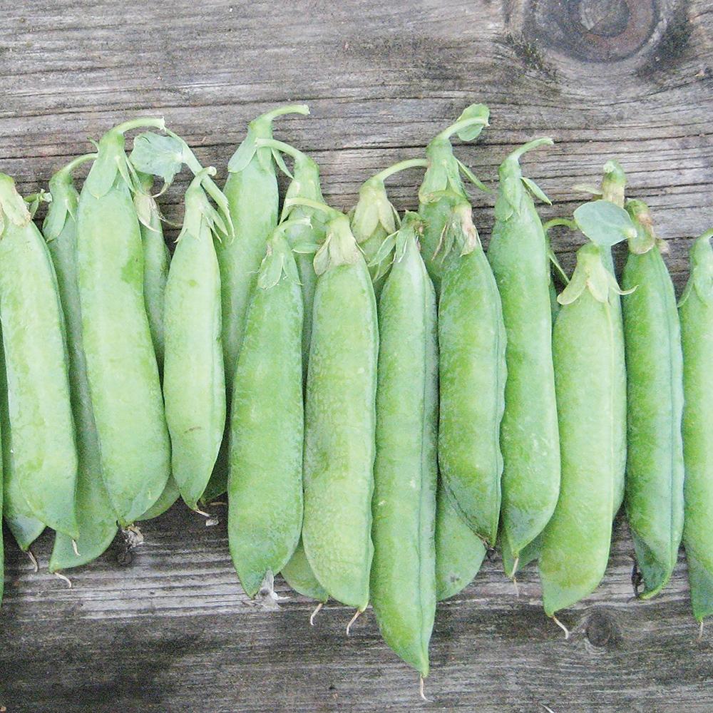 Tall Telephone Pea from MIgardener, showcasing lush green pea plant with tall vines and vibrant leaves.